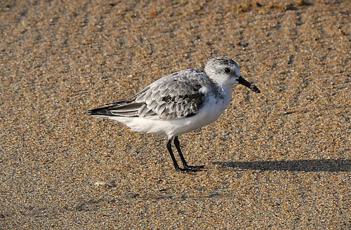 Sanderling - ML644580330