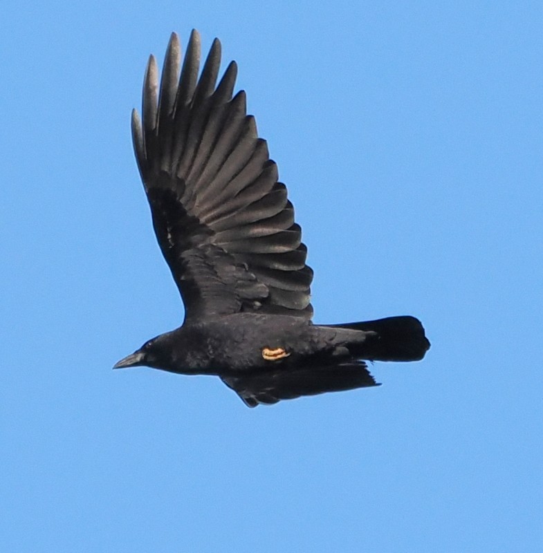 American Crow - ML644580332