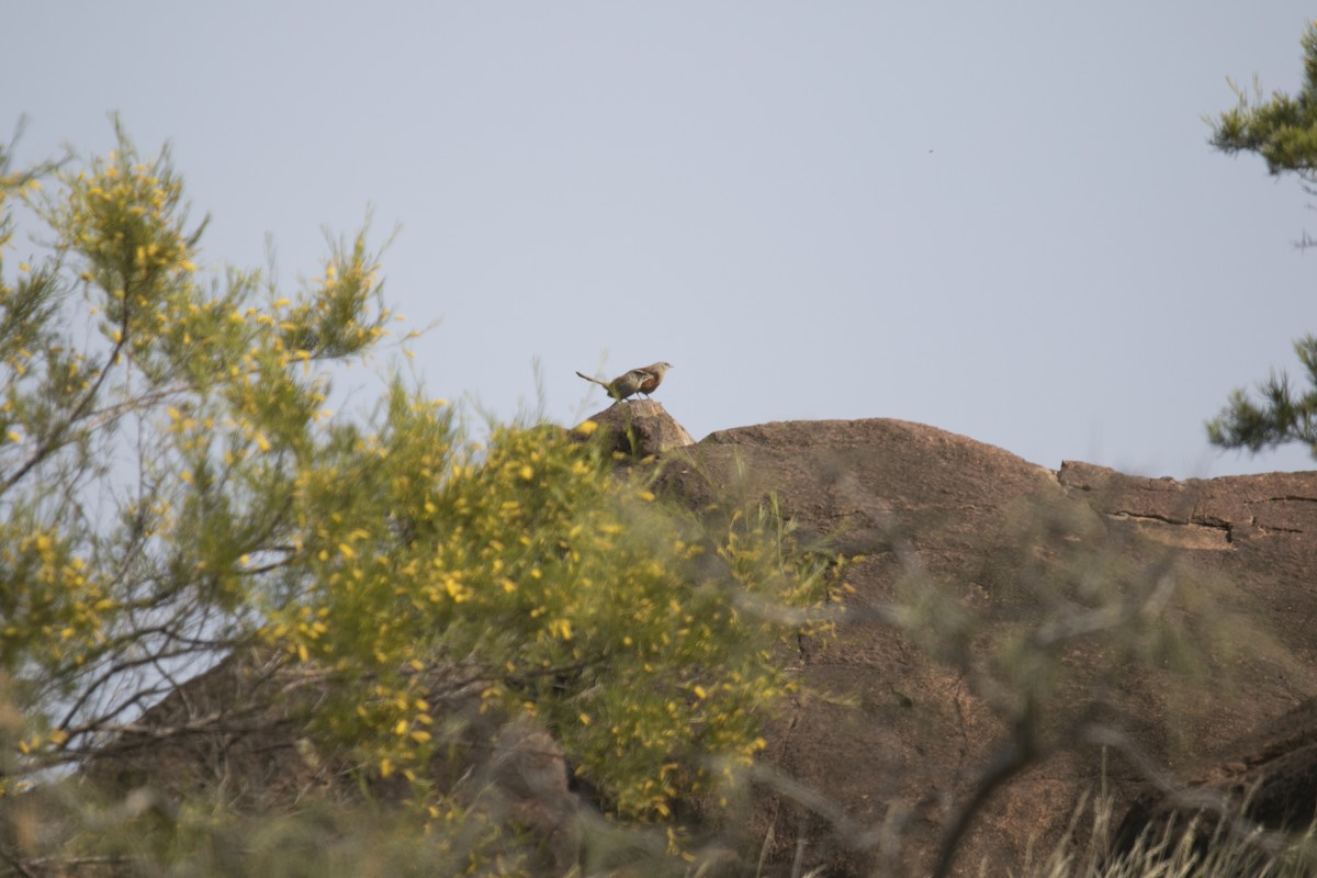 trávníček kalkatungský - ML644580335