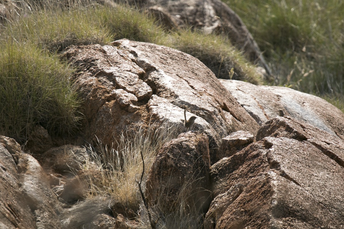 trávníček kalkatungský - ML644580336