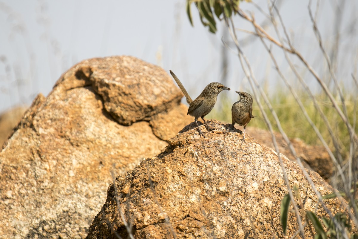 trávníček kalkatungský - ML644580338