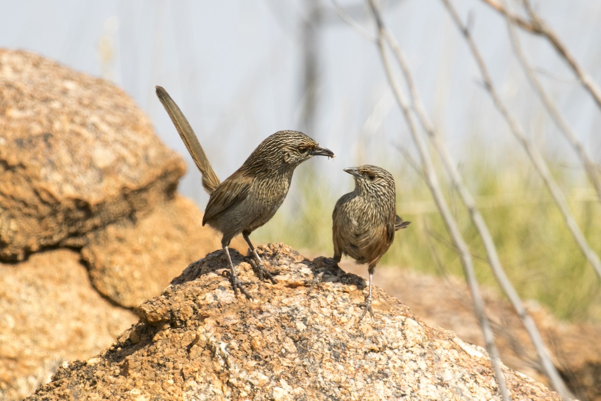 trávníček kalkatungský - ML644580339