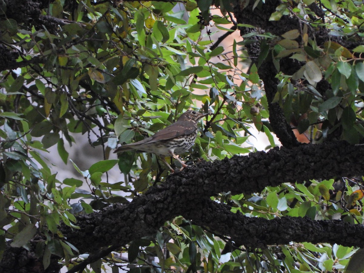 drozd zpěvný - ML644580340