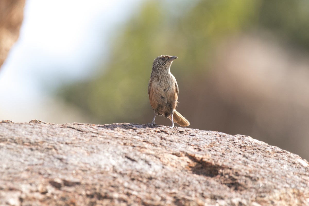 trávníček kalkatungský - ML644580343