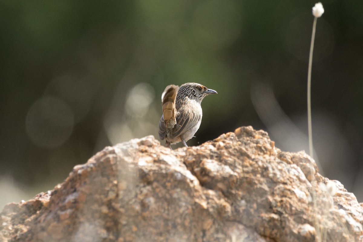 trávníček kalkatungský - ML644580344