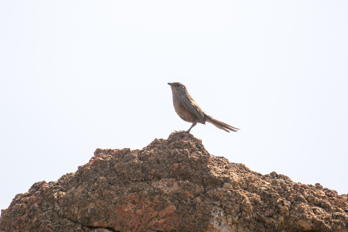 trávníček kalkatungský - ML644580345