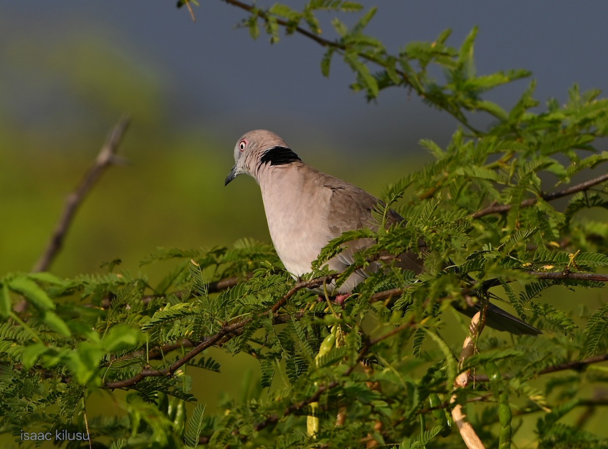 hrdlička africká - ML644580346