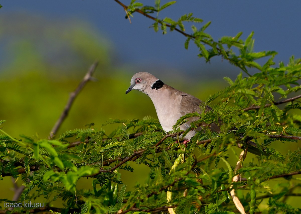 hrdlička africká - ML644580347