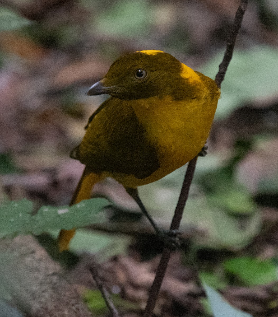 lemčík zlatý - ML644580348