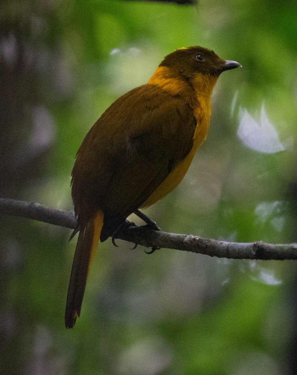 lemčík zlatý - ML644580349