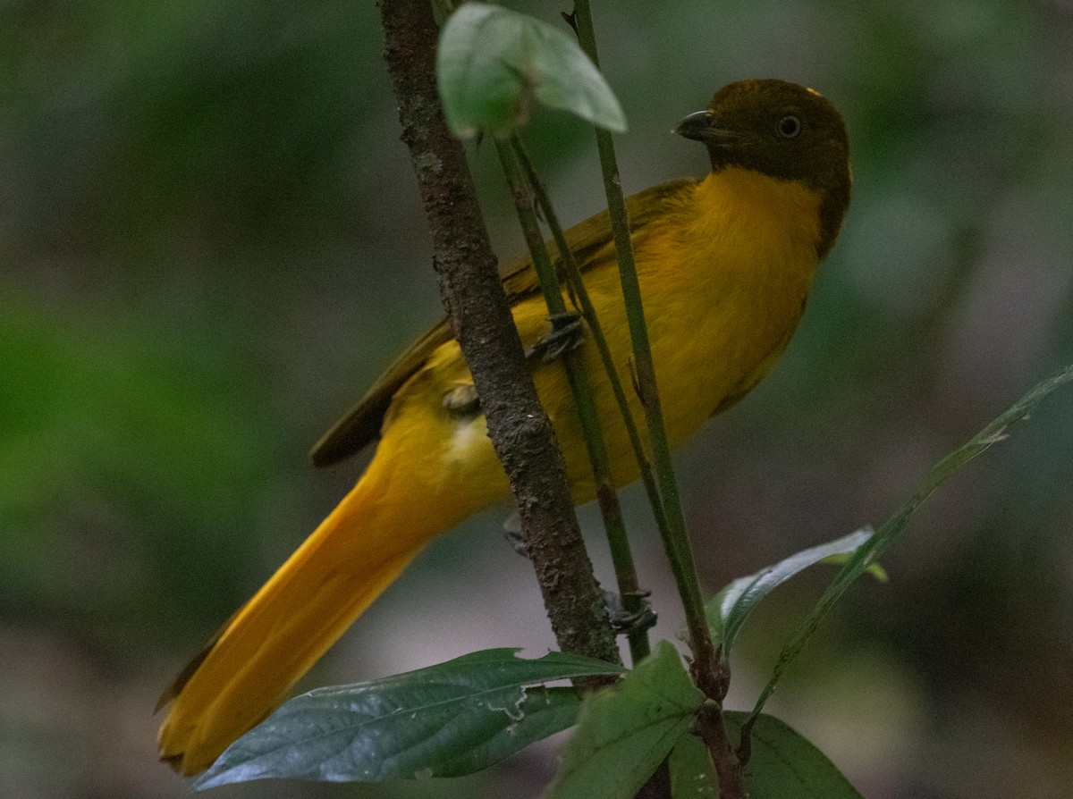 Säulenlaubenvogel - ML644580351