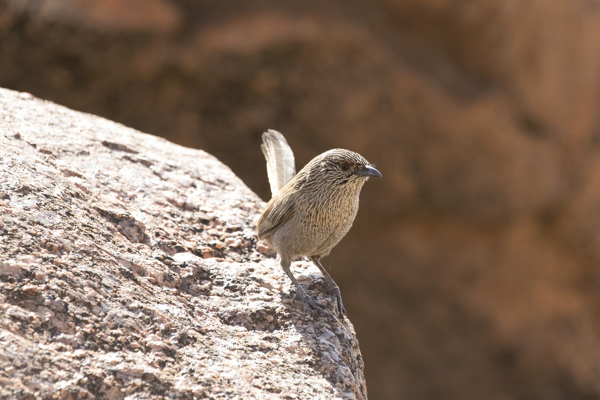 trávníček kalkatungský - ML644580352