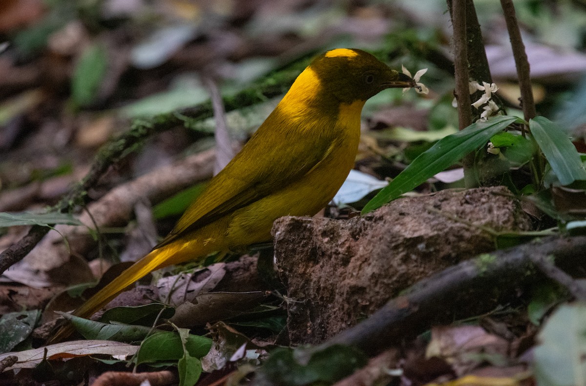 Säulenlaubenvogel - ML644580353