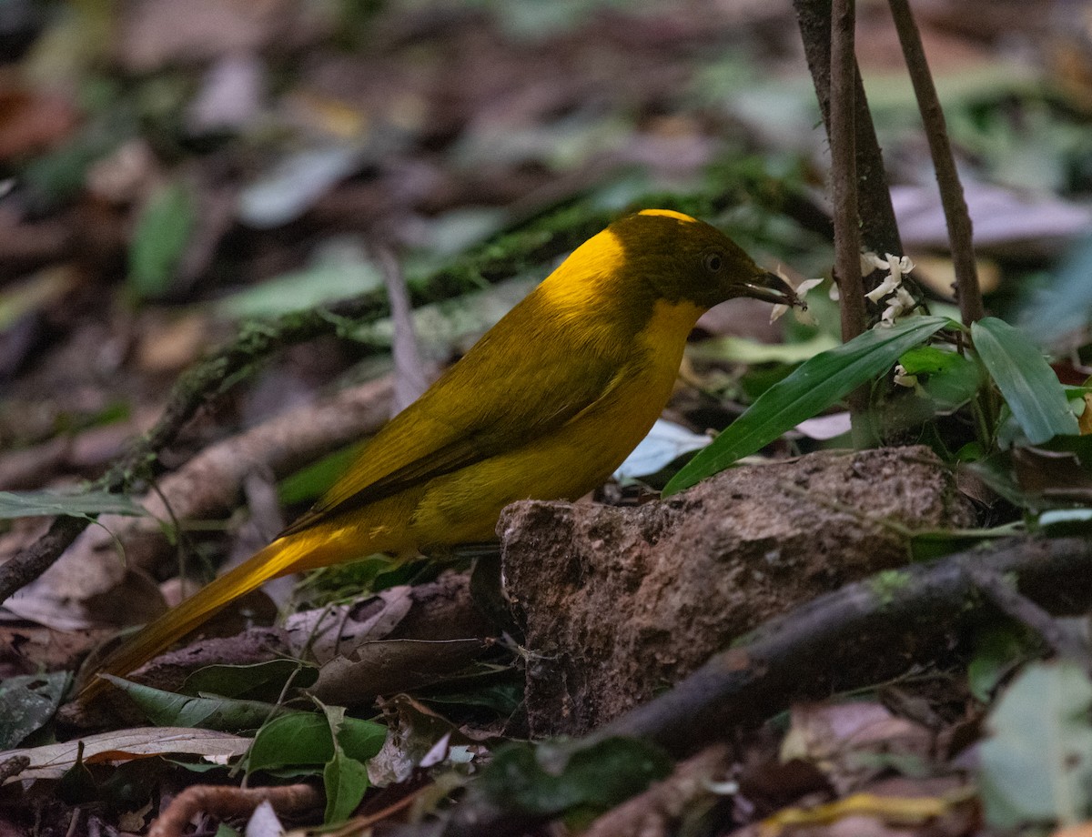 Säulenlaubenvogel - ML644580354