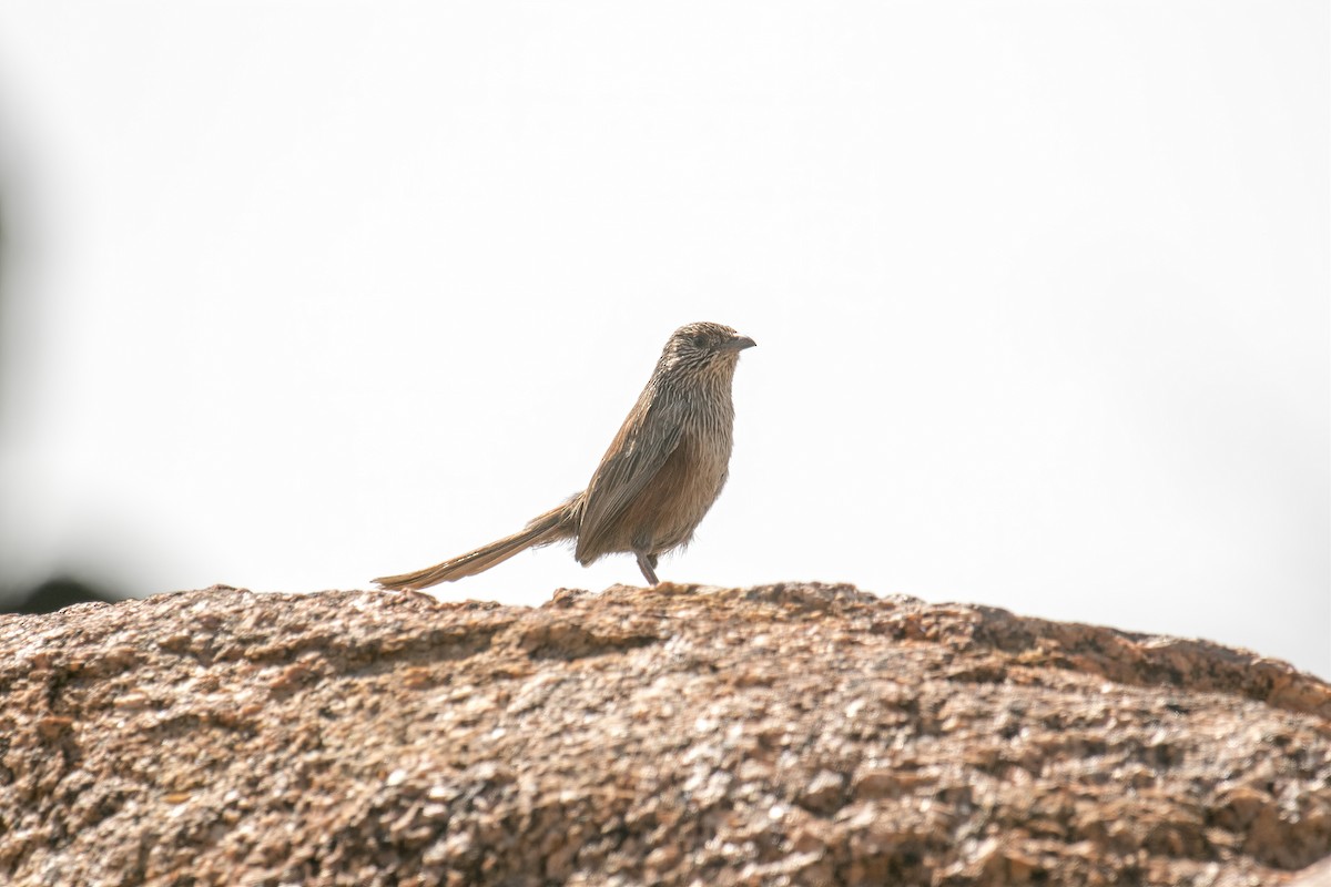 trávníček kalkatungský - ML644580355