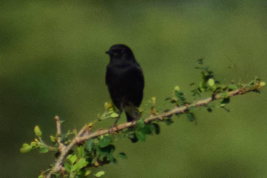 bramborníček černobílý - ML644580356