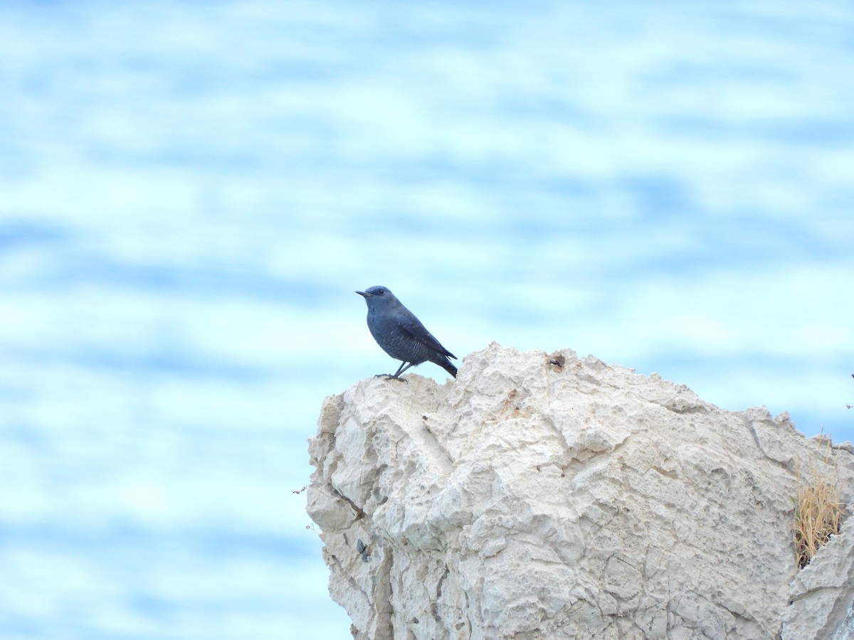 skalník modrý - ML644580357