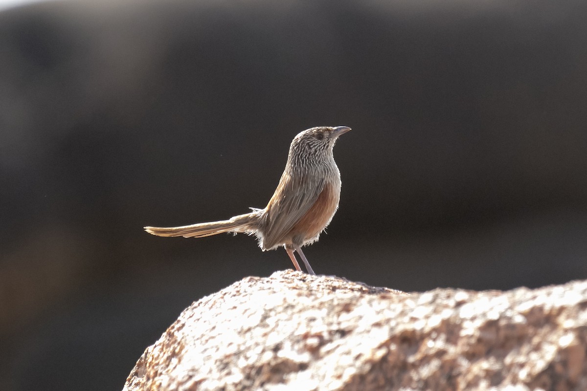 trávníček kalkatungský - ML644580358