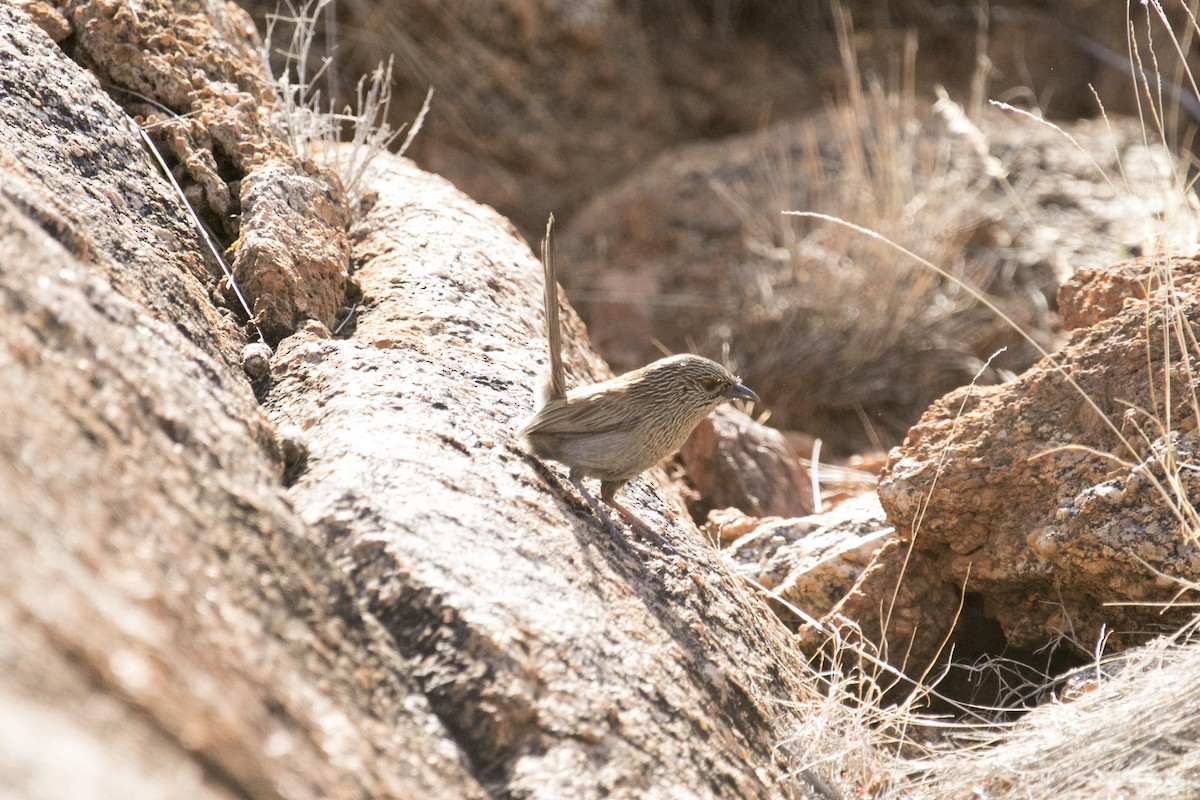 trávníček kalkatungský - ML644580359