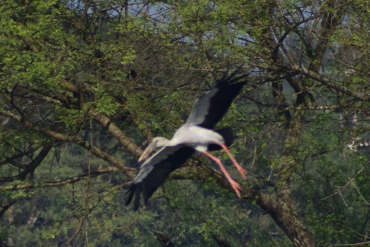 zejozob asijský - ML644580360