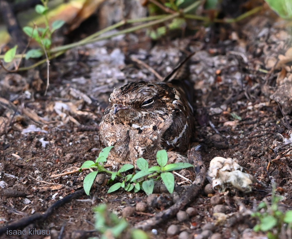 lelek štíhlý - ML644580362