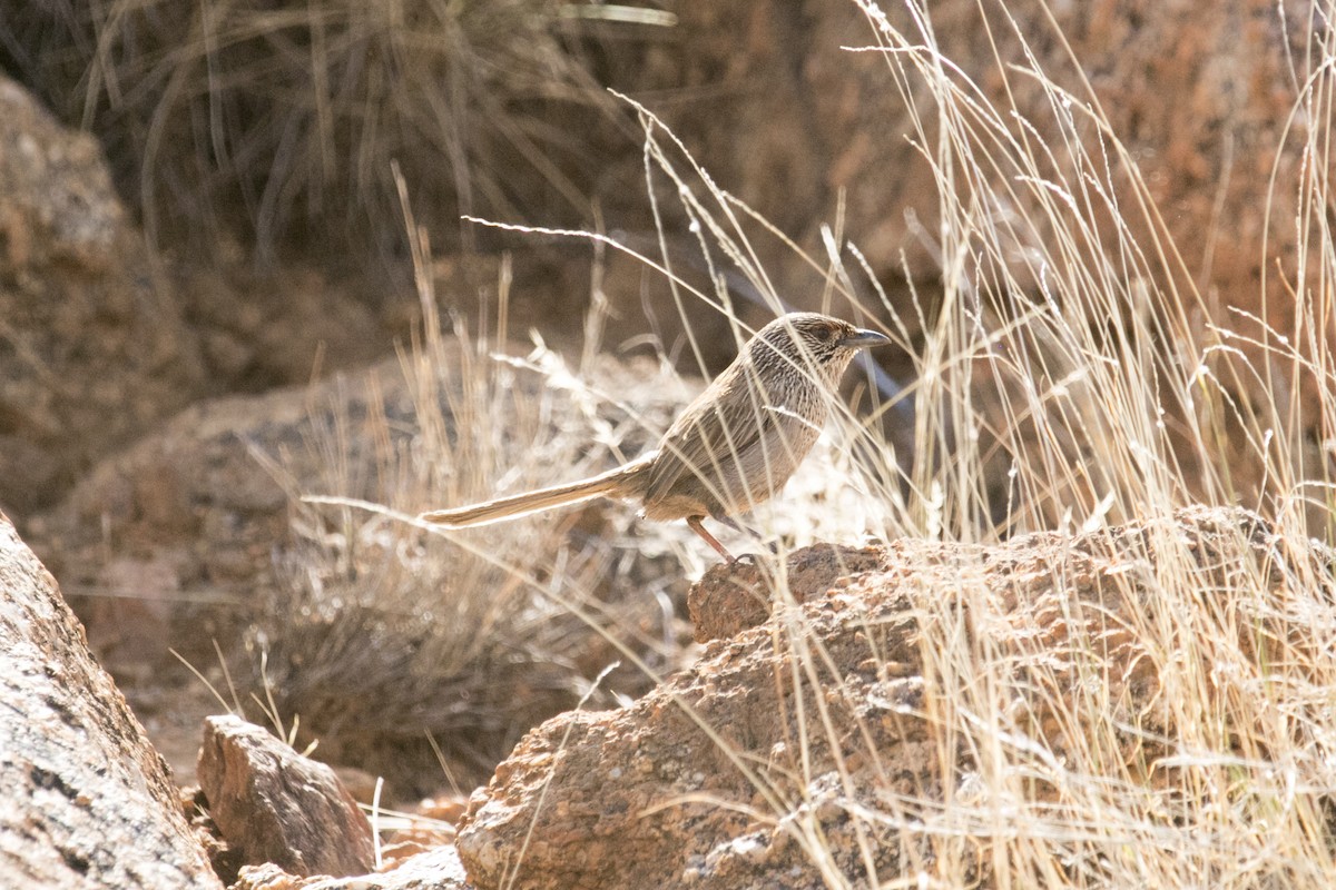 trávníček kalkatungský - ML644580363