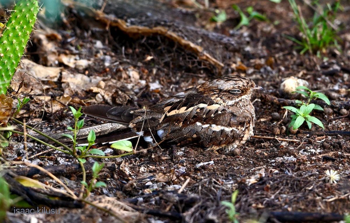 lelek štíhlý - ML644580364