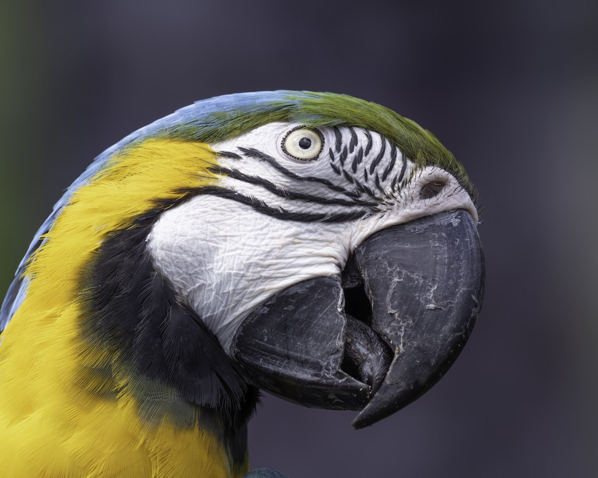 ara ararauna - ML644580365