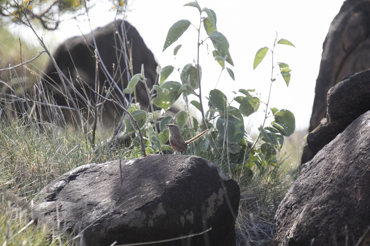 trávníček kalkatungský - ML644580366