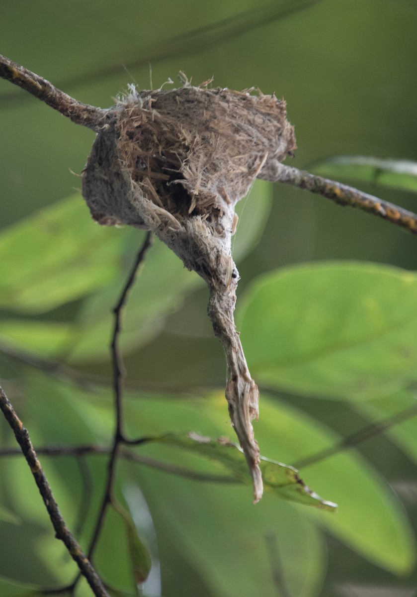 gråviftestjert - ML644580367