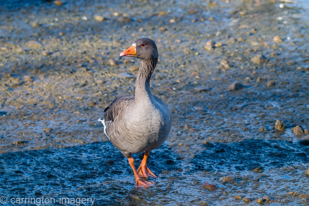 husa velká - ML644580368