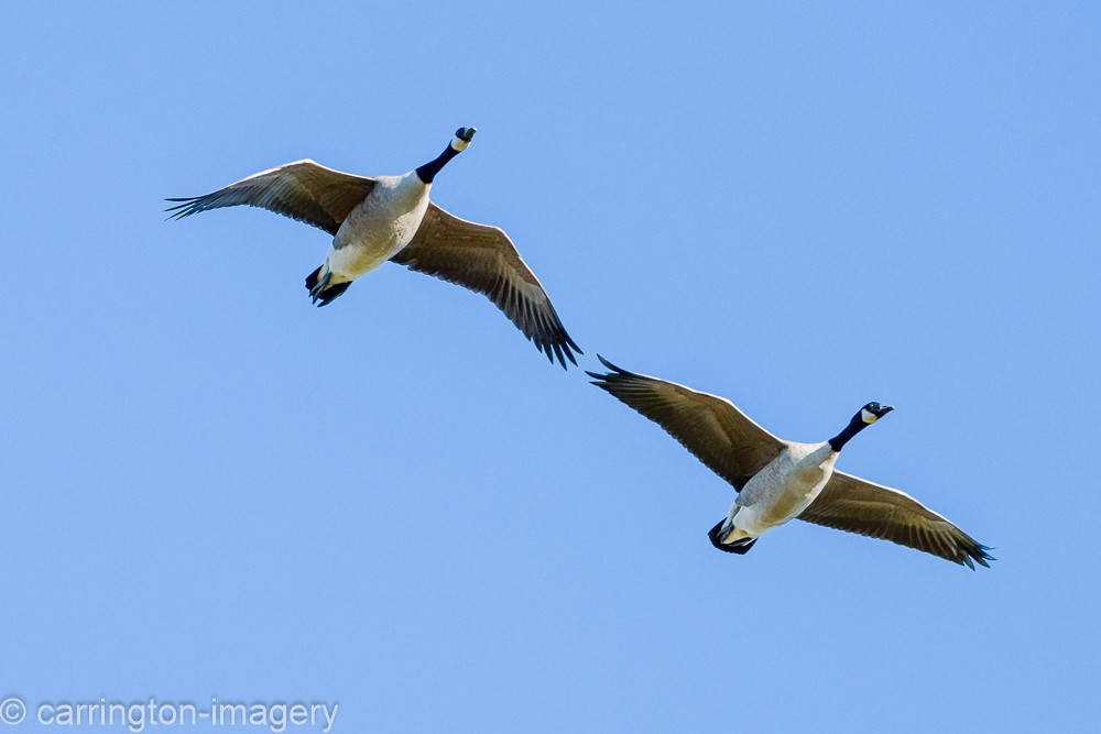 berneška velká - ML644580369