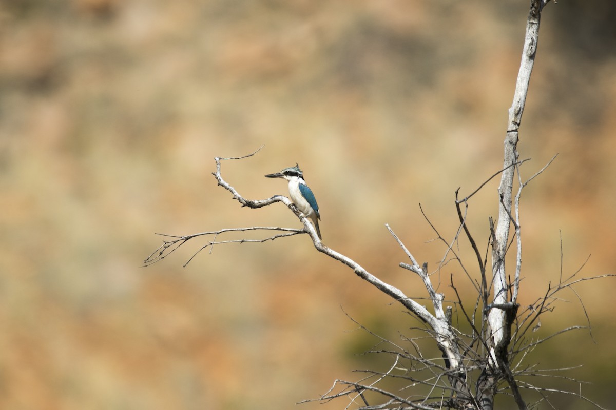 ledňáček australský - ML644580370