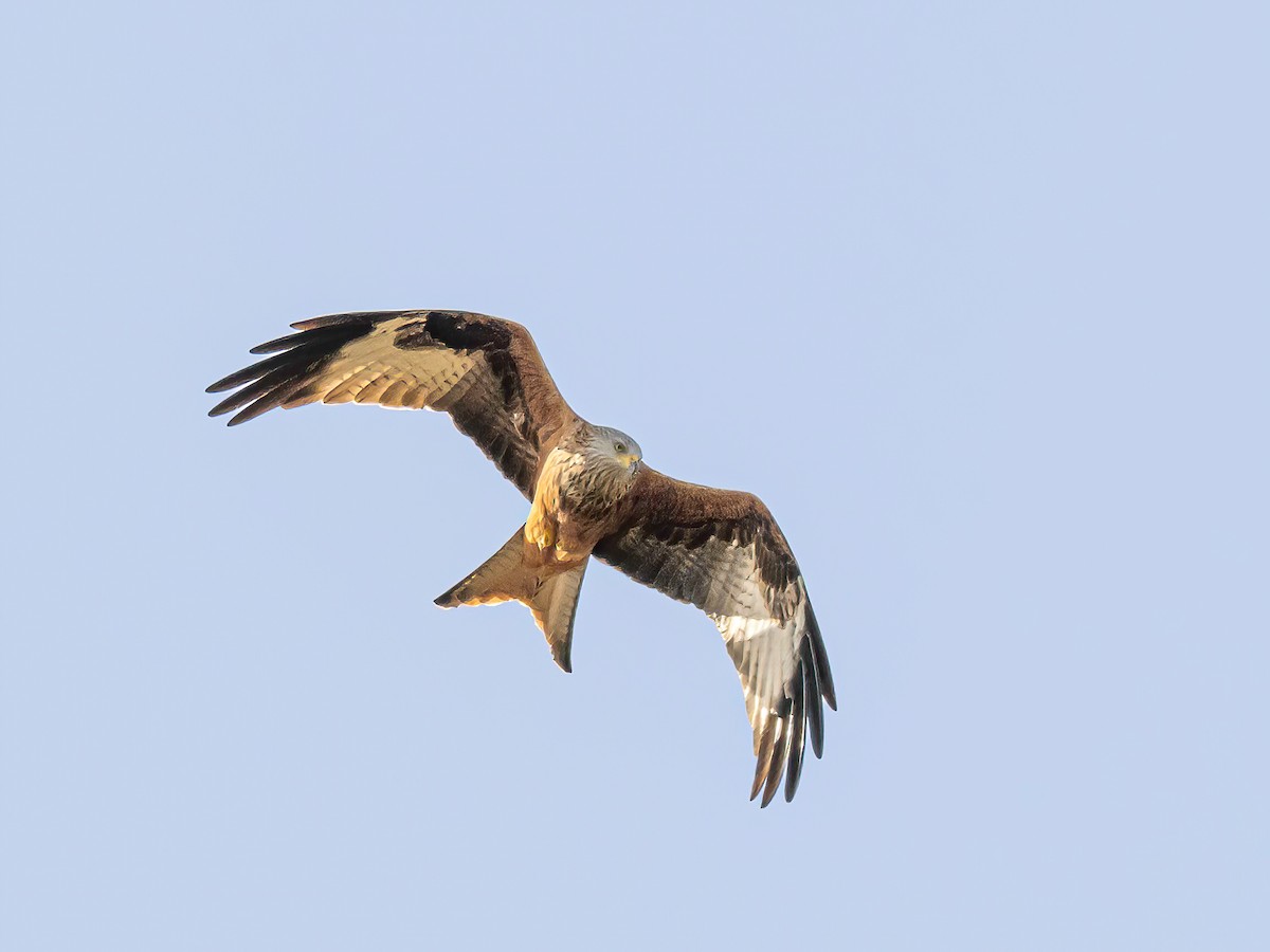 Kızıl Çaylak - ML644580378