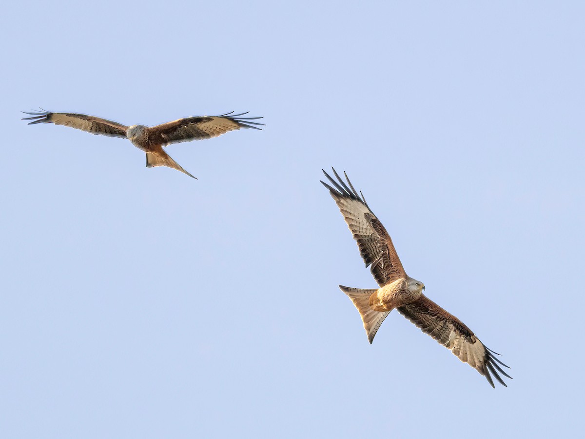 Kızıl Çaylak - ML644580380