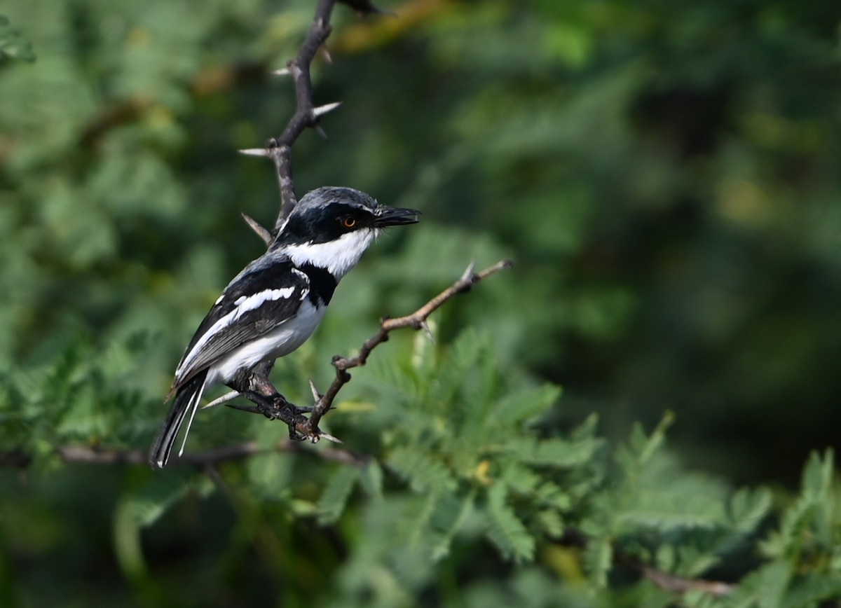 Küçük Batis - ML644580383