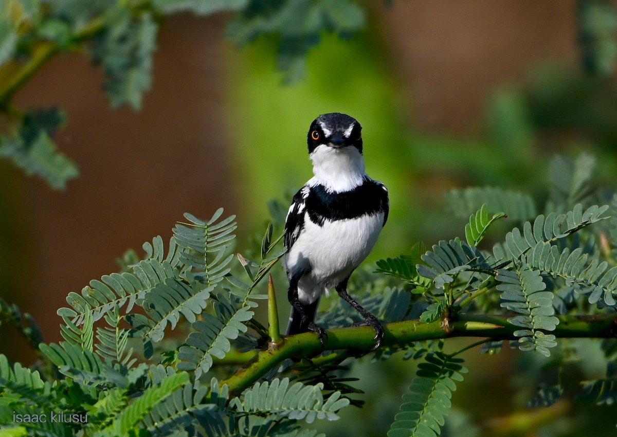 Däumlingsschnäpper - ML644580384