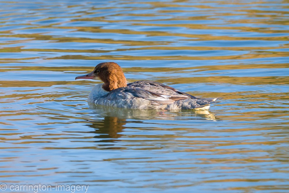 Gänsesäger - ML644580386