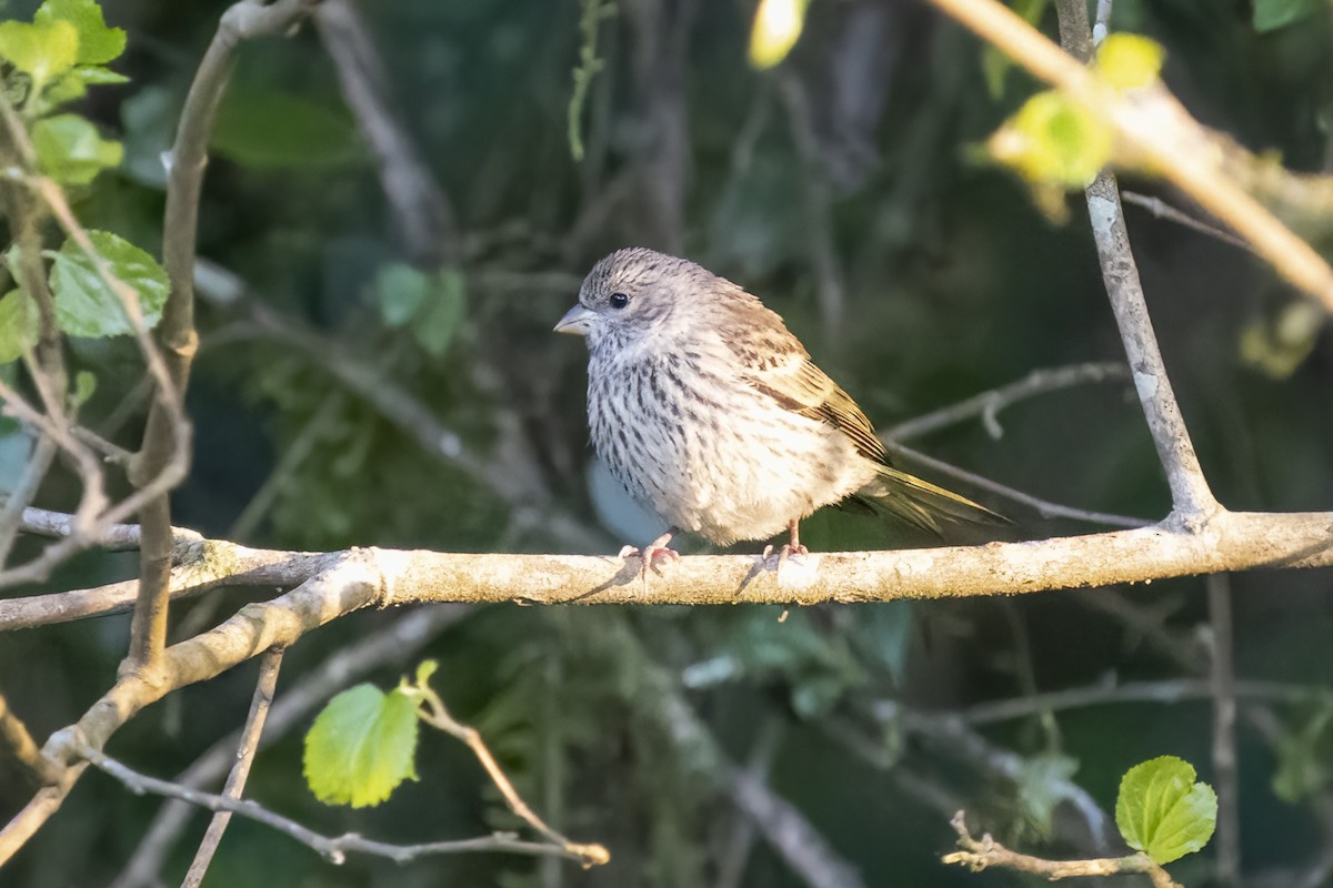 Samtweber - ML644580388