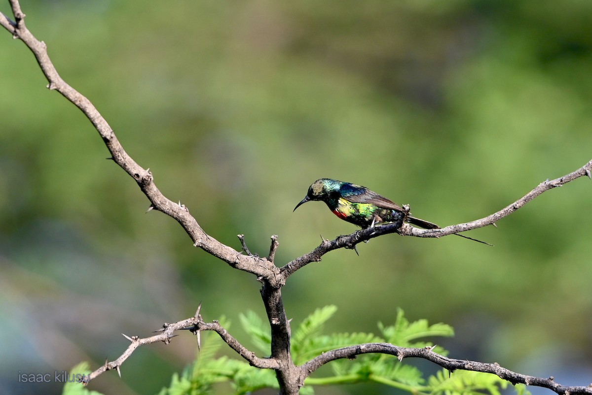 Elfennektarvogel - ML644580391