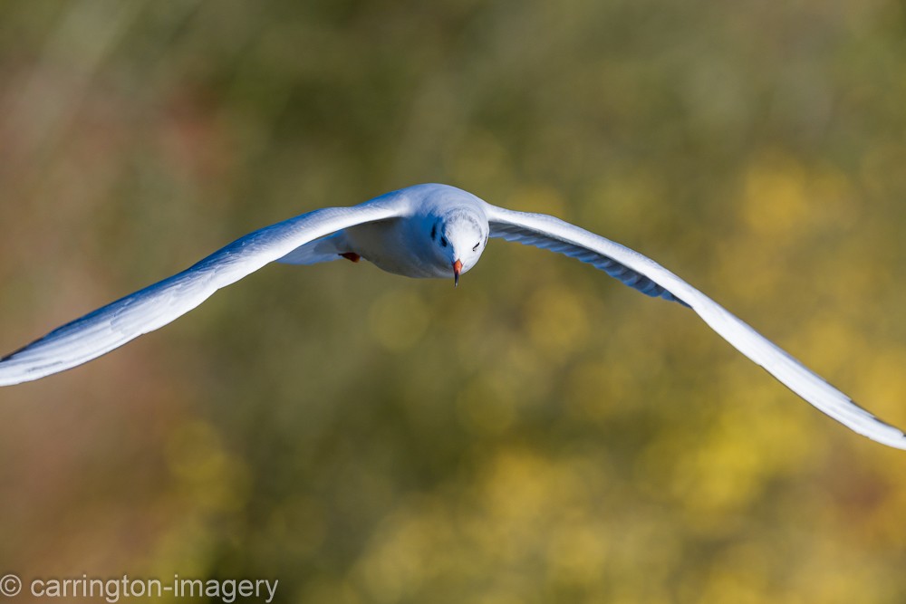 Lachmöwe - ML644580393