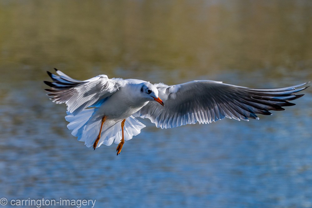 Lachmöwe - ML644580394