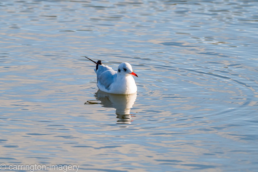 Lachmöwe - ML644580395