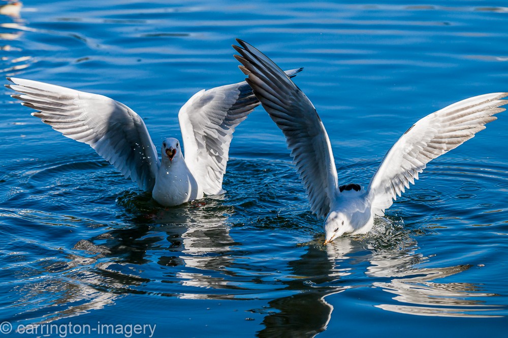 Lachmöwe - ML644580396