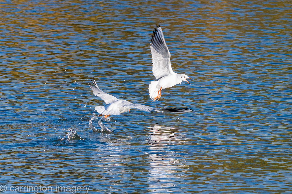 Lachmöwe - ML644580397