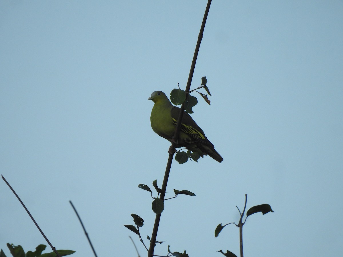 Graustirn-Grüntaube - ML644580398