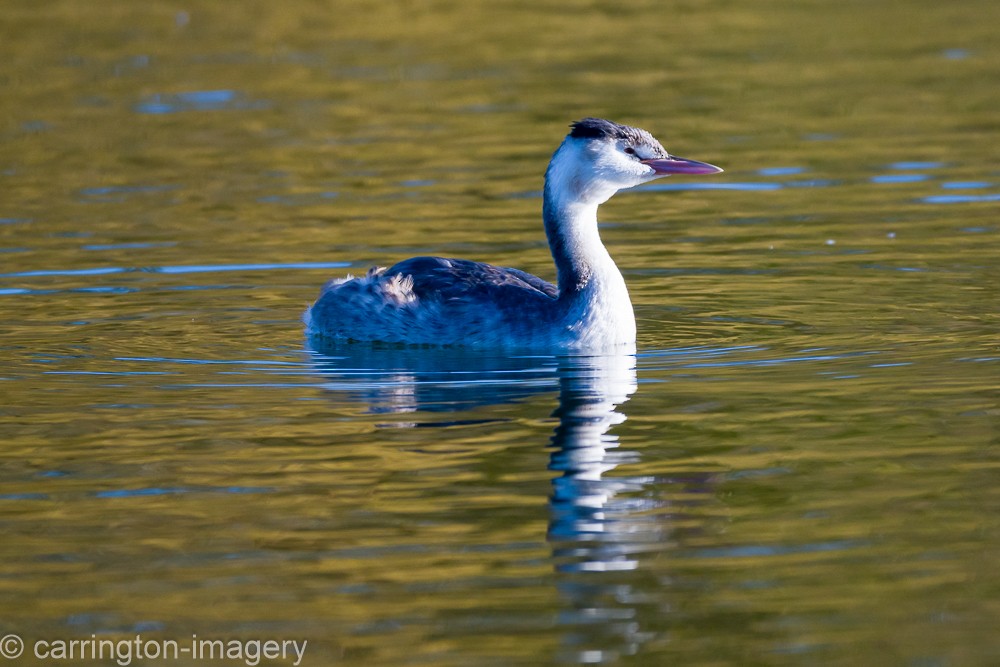 Haubentaucher - ML644580402