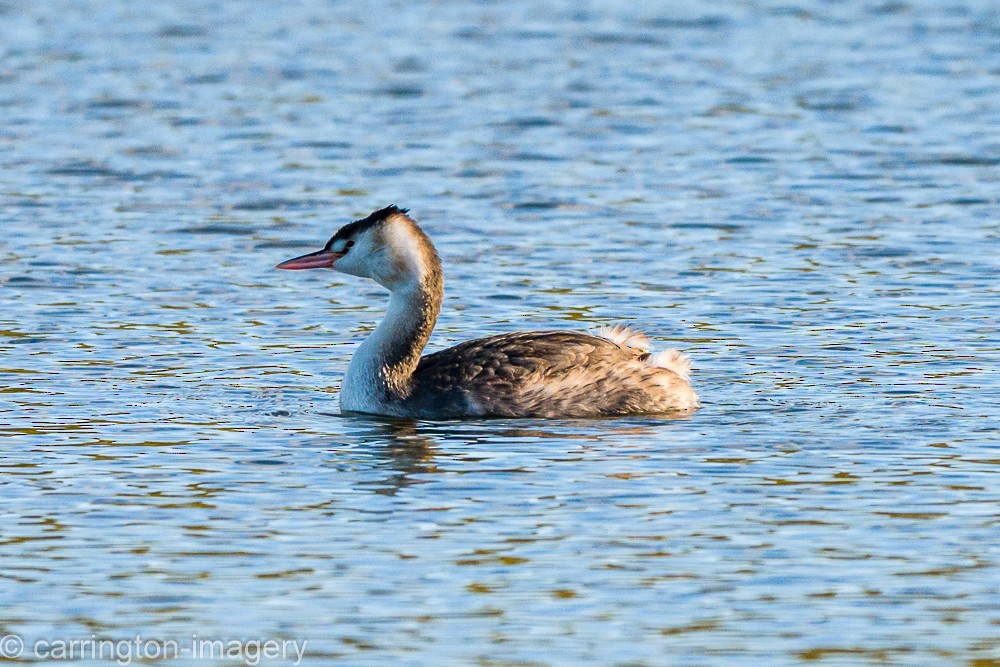 Haubentaucher - ML644580403