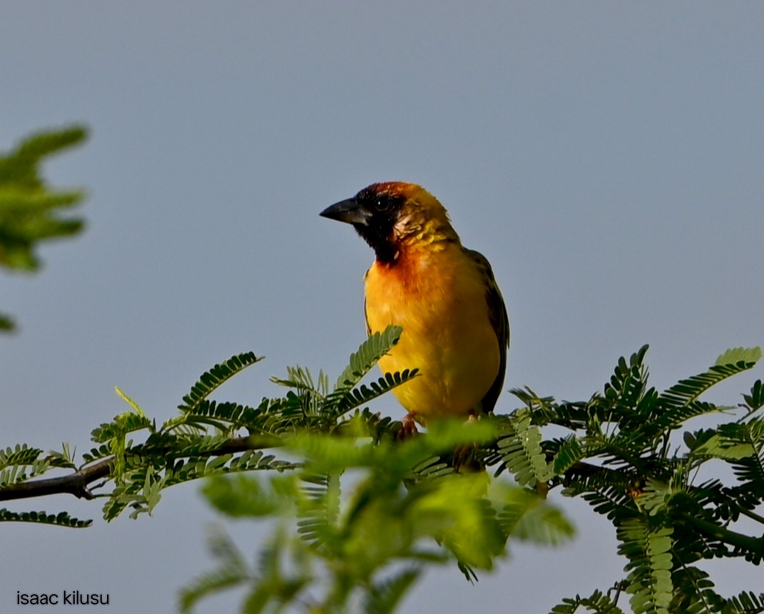 Goldmantelweber - ML644580404