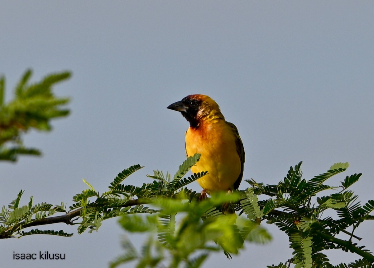 Goldmantelweber - ML644580405